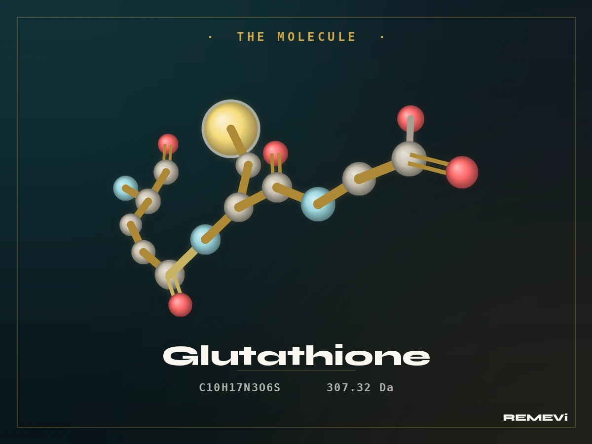Glutathione tripeptide molecule: glutamate, cysteine, glycine